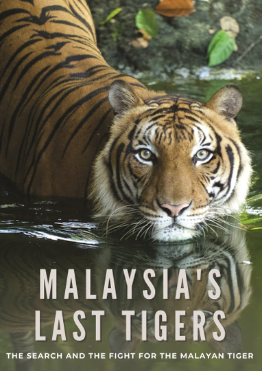 Malaysia's Last Tigers