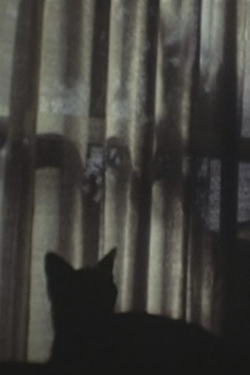 CAT ＆ CURTAIN