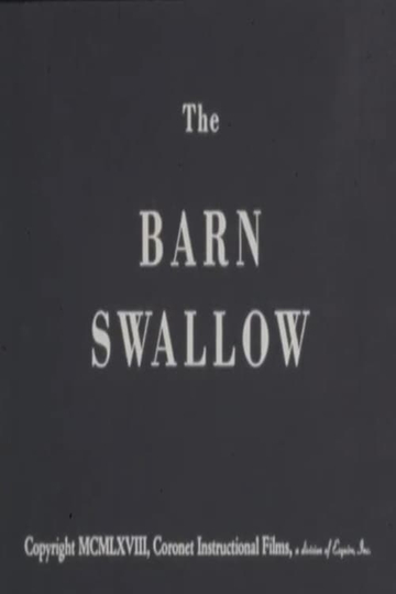 The Barn Swallow