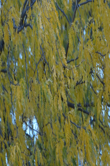 Gleditsia triacanthos