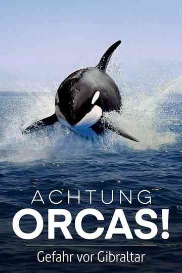 Watch Out for Orcas! Danger Off Gibraltar?
