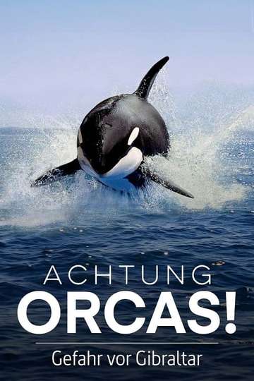 Achtung Orcas! Gefahr vor Gibraltar? Poster