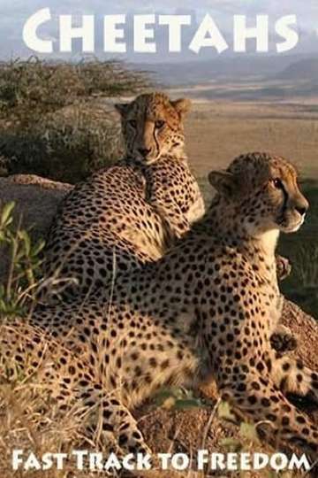 Cheetahs: Fast Track to Freedom