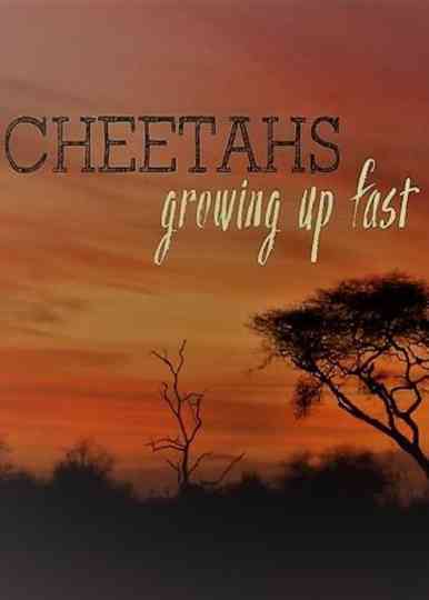 Cheetahs: Growing Up Fast Poster