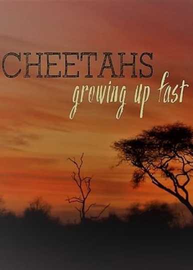 Cheetahs: Growing Up Fast