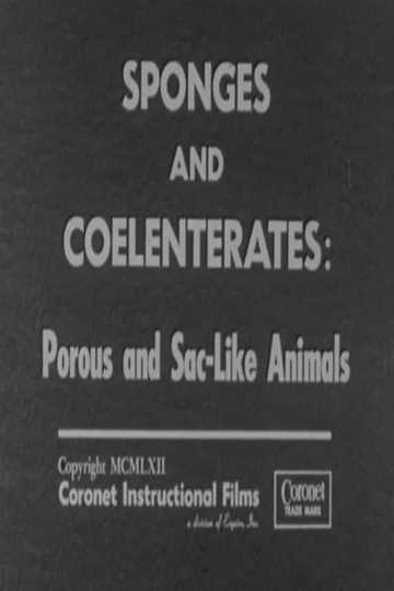 Sponges and Coelenterates: Porous and Sac-Like Animals