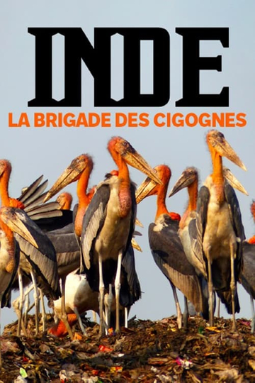 Inde, la brigade des cigognes