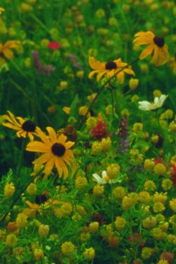 Mountain Wildflowers Poster