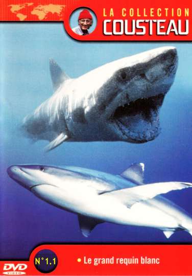 La Collection Cousteau N° 1-1 | Le Grand Requin Blanc Poster