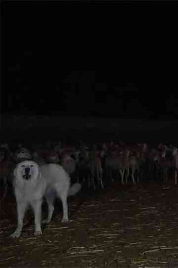 Wolves