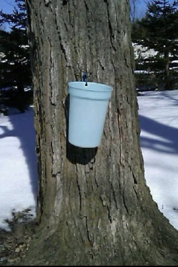 Sugar Maple Tree: The Musical