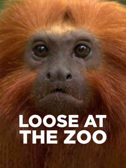 Loose at the Zoo