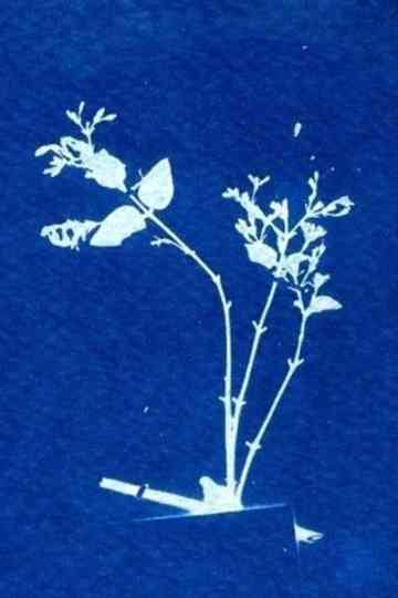 Sleepwalker Archives Poster