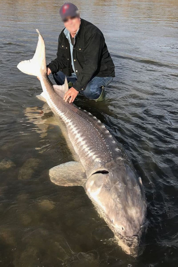 L'esturgeon, un poisson atypique