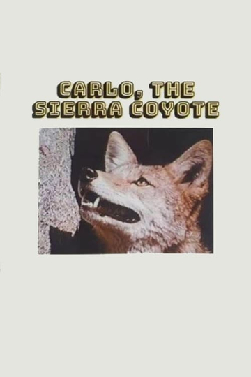 Carlo the Sierra Coyote