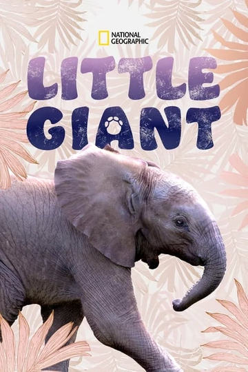 Little Giant‎