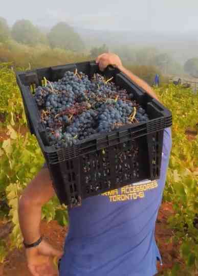 El viticultor y la tierra Poster