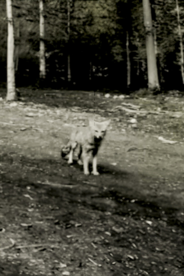 Last shot of the Argentine Grey Fox