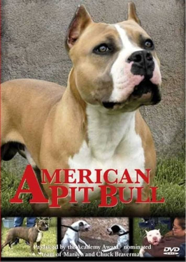 American Pit Bull Canine Killer or Family Friend