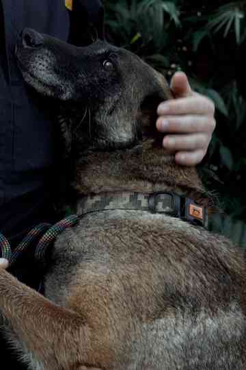 Service dogs and their people Poster