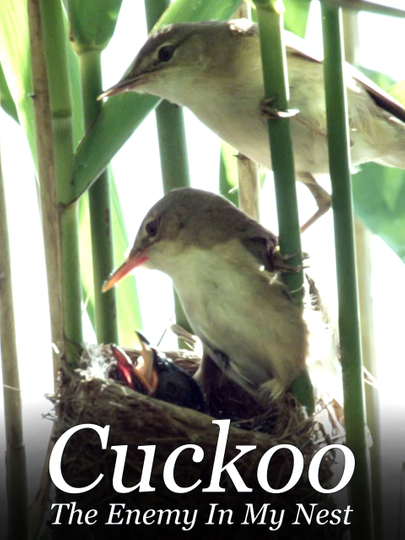 Cuckoo: The Enemy In My Nest