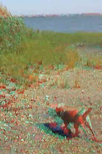 Batchellor’s Dog and Beach