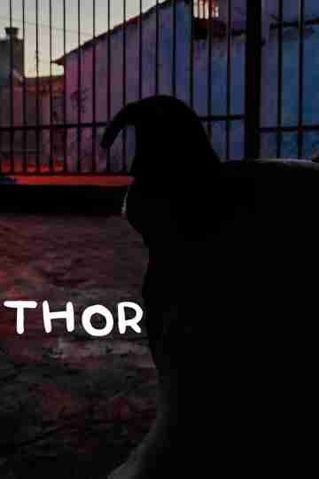 Thor Poster