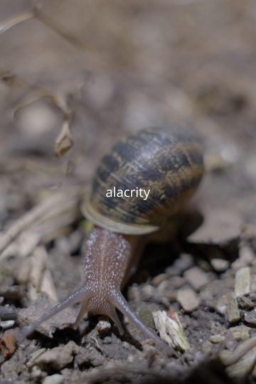 Alacrity