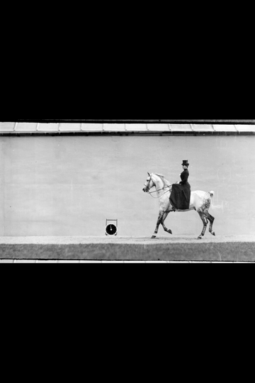 Bay Horse, Ridden by Thérèse Rentz, Canter