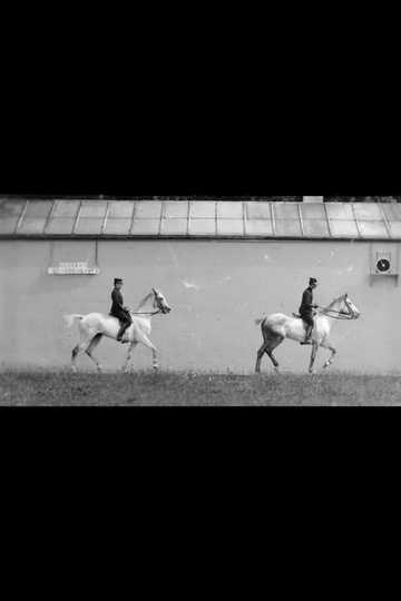 Cheval Monté, Deux Chevaux Bais Se Suivant au Pas