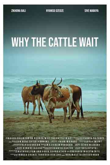 Why The Cattle Wait