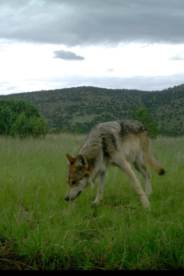 Wolf Release