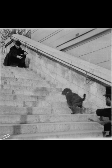 Chien, Caniche Noir Descendant et Montant Un Escalier