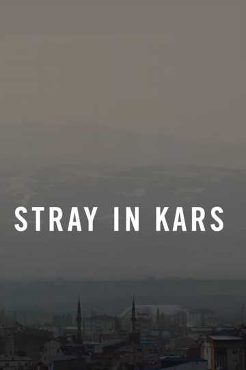 Stray in Kars