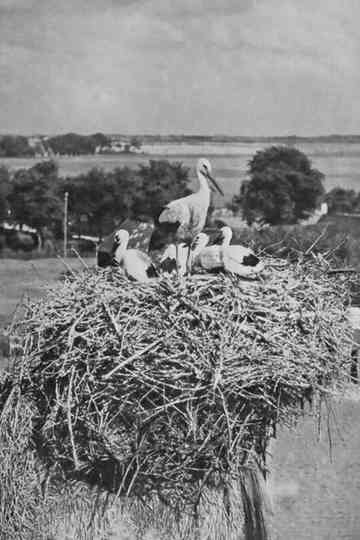 The Storks