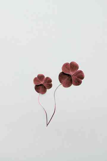 Clover