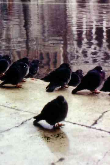 City by the Sea, or how to survive in Venice Poster