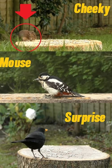 A Cheeky Mouse Surprise