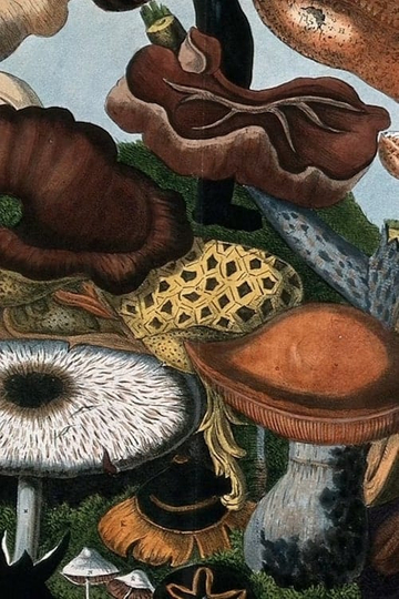 Fungi (Secrets of Nature #3)