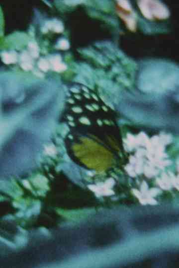 Schmetterlinge Poster