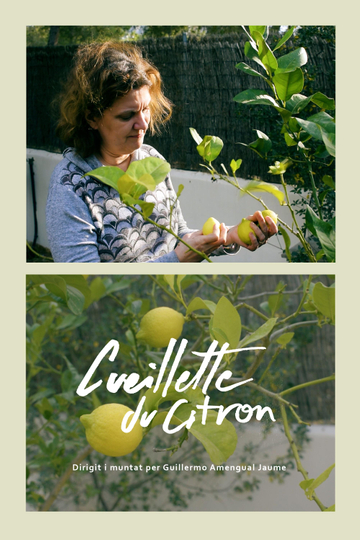 Cueillette du citron