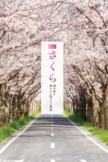 4K Sakura: A vibrant cherry blossom landscape that colors the spring.