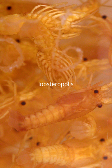 Lobsteropolis