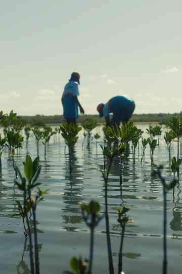 Operation Restoration: Roots