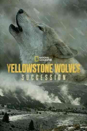 Yellowstone Wolves: Succession