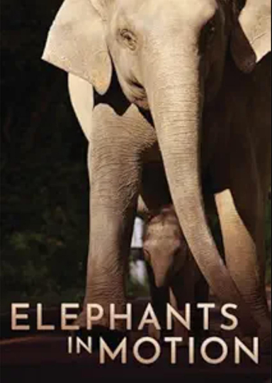 Elephants in Motion: Tales of LIfe Transformation