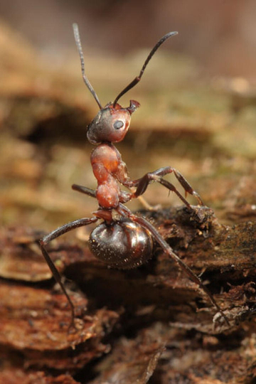 Fabulous Insects - Ants