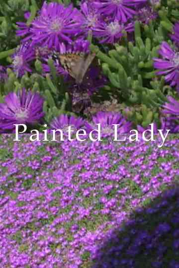 Painted Lady