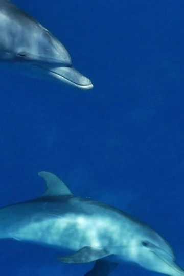 Meditate like a Dolphin