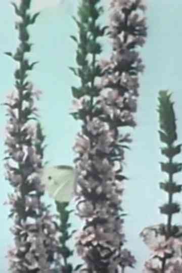 The Balance of Nature